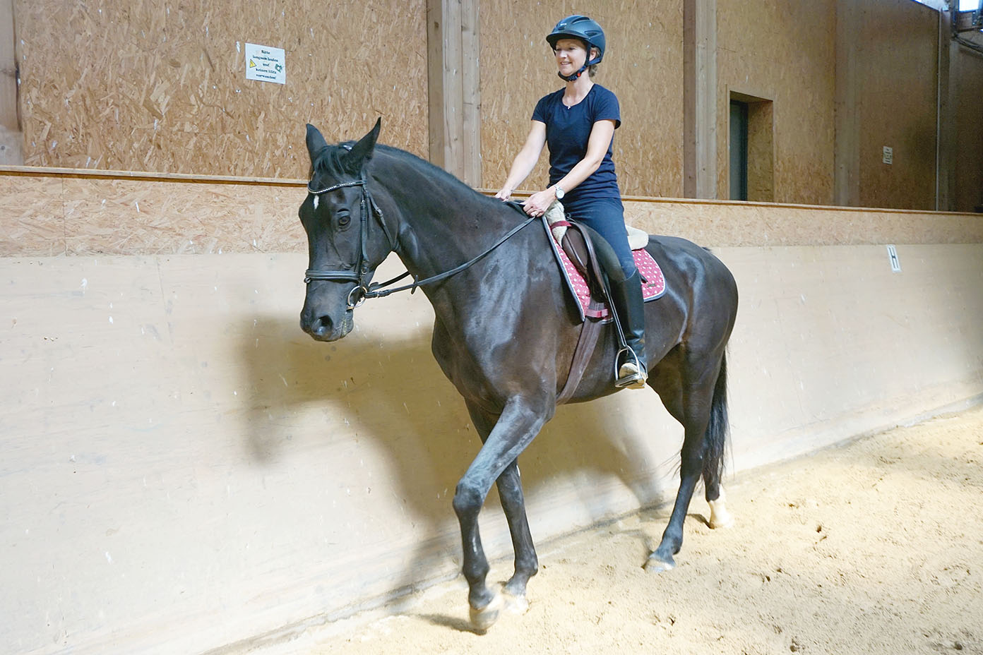 Eine Person mit Helm reitet in einer Halle auf einem schwarzen Pferd mit rotem Sattelpad.
