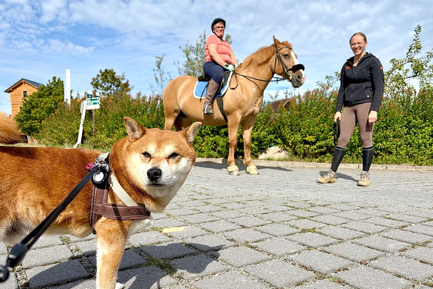Zwei Personen sind draußen auf einem gepflasterten Weg zu sehen, eine sitzt auf einem Pferd und die andere steht daneben, während ein Hund mit Geschirr und Leine im Vordergrund in die Kamera schaut.